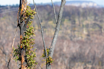 Tree regeneration in The Blue Mountains after the severe bushfires