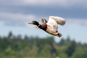 MaMale mallard flying in the air.    Vancouver BC Canada
le mallard flying in the air.    