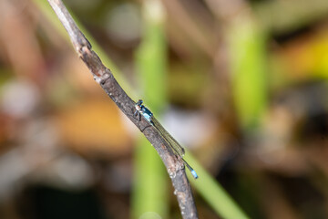 Damselfly resting on the branch.    Vancouver BC Canada
