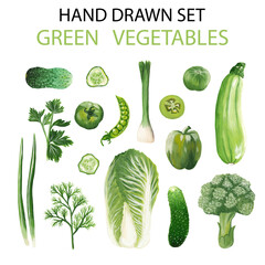 Hand drawn set of green vegetables. Raster collection of gouache realistic vegetables of green color. Zucchini, Chinese cabbage, green peas, dill, cucumber, tomato, pepper, broccoli, onion, parsley