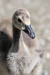 A closeup of gosling's face.    Vancouver BC Canada
