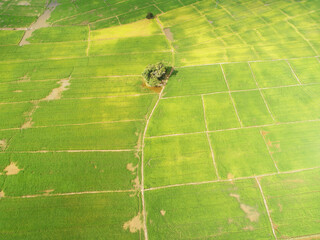 Beautiful aerial shot of paddy field in Asia