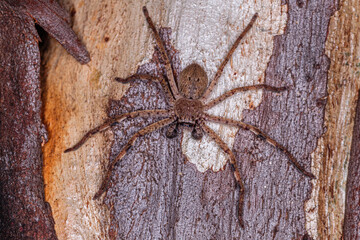 Male Badge Huntsman Spider on a tree