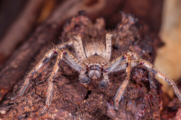 Male Badge Huntsman Spider on a tree