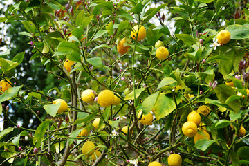 frische gelbe Zitronen mit grünen Blättern, Zitronenbaum, Zitronenbäumchen, Zitronen, lemon