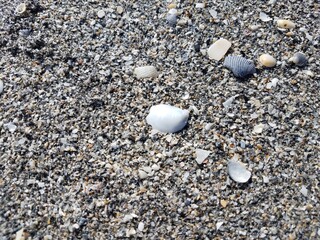 Fototapeta na wymiar shells and wet sand and pebbles at beach