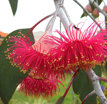 Beautiful flowering gum tree in Australia 