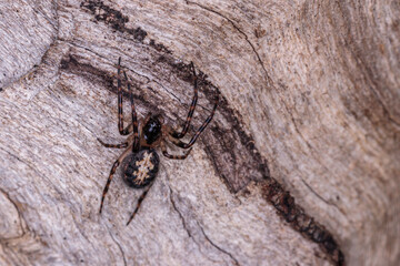 Orb-weaving Spider on a tree