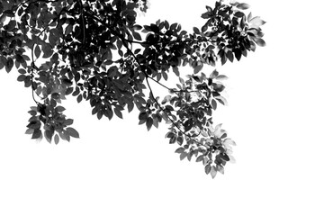 black leafs in summer on blue sky with burst light