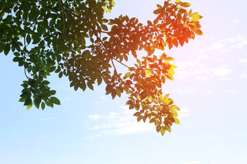 Obraz premium Green leafs in summer on blue sky with burst light