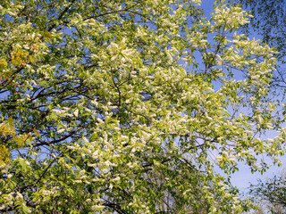 Fototapeta na wymiar branches of a blossoming bird cherry