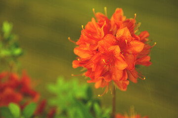 Beautiful bright oranage Azalea flowers