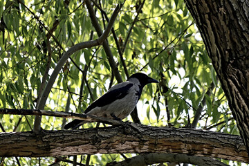 crow on a branch