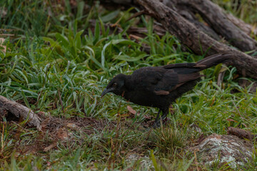 A juvenile White-winged Chough looking for food