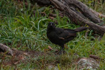 A juvenile White-winged Chough looking for food