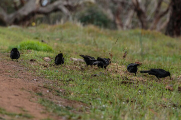 A group of White-winged Choughs looking for food at The Pinnacle Nature Reserve, ACT, Australia on an autumn morning in May 2020