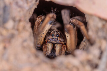 Female Wolf Spider in a hole