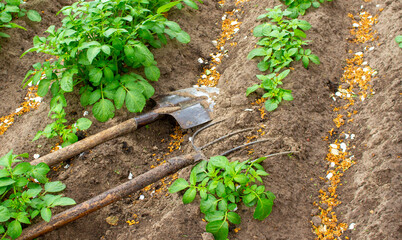 Shovel and pitchfork are lying on the ground. Field of green potato bushes.