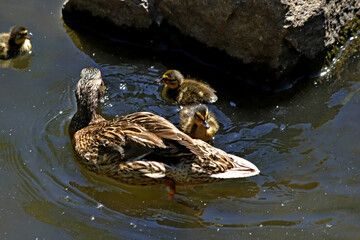 duck and ducklings