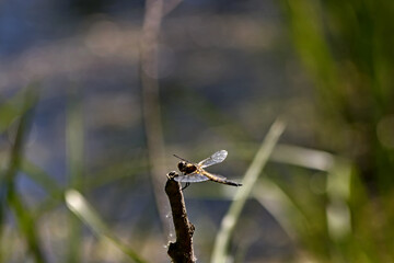 dragonfly on a branch