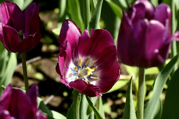purple tulips in the garden