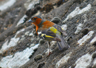Colorful bird on Rock Wall