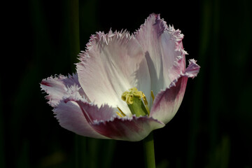 Fototapeta na wymiar single pink tulip