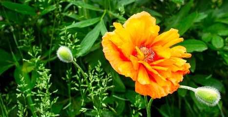 Flowers Red Poppies blossom. Poppies are herbaceous plants, often grown for their colorful flowers.