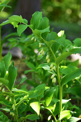 アマドコロの花