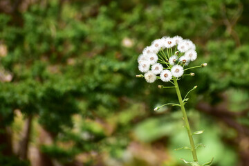 フキノトウのわた毛