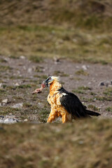 The bearded vulture (Gypaetus barbatus), also known as the lammergeier or ossifrage, old bird sitting on the ground with a bone in its beak.