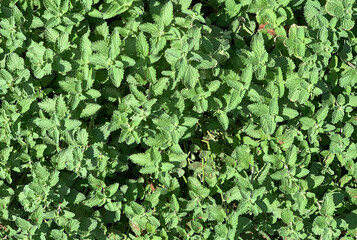 green sage leaves background