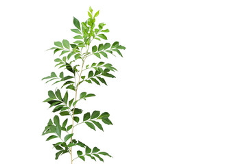 Orange jasmine branch with green leaves isolated on white background