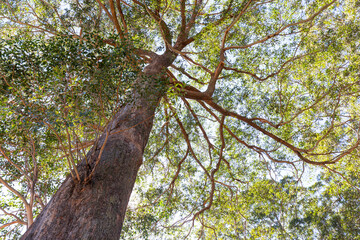 Australia, a thick eucalyptus tree, upward shot