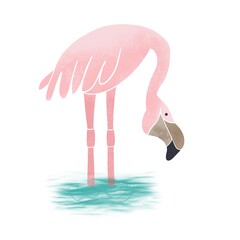 Pink flamingo isolated on white background. Exotic tropical bird. 
