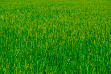 Rice green fields plantation for human food
