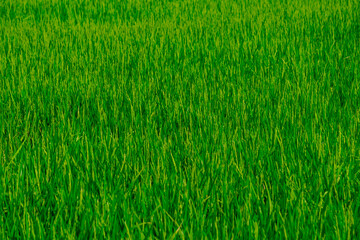 Rice green fields plantation for human food