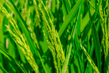 Rice green fields plantation for human food