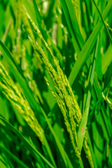 Rice green fields plantation for human food