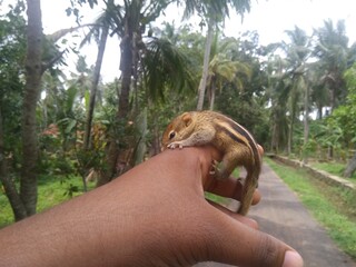 squirrel in hand