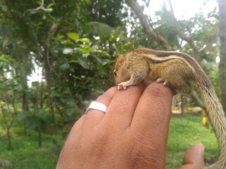 squirrel in hand