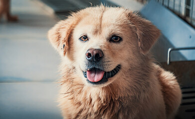 Sad dog in shelter waiting to be rescued and adopted to new home. Shelter for animals concept