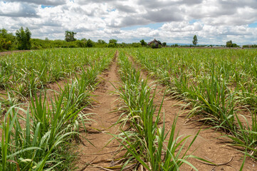 Baby sugar cane farmland