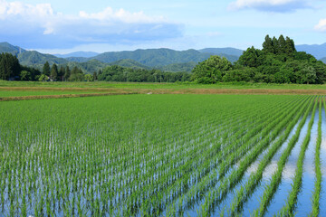 田植え後の水田　6月　稲の苗　青空