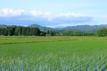 Fototapeta premium 田植え後の水田 6月 稲の苗 青空