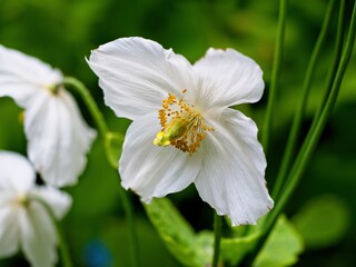 White Himalayan poppy (Meconopsis Betonicifolia Alba), rare flower blooming in the early summer