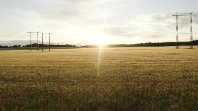 Fast rising aerial of golden weat fields with electrical lines at sunset