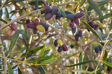 closeup of Calamata olive tree branch with ripe olives and blurred background 