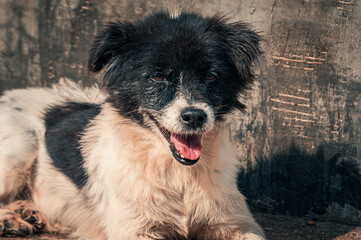 Sad dog in shelter waiting to be rescued and adopted to new home. Shelter for animals concept