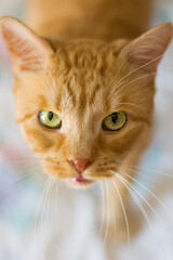 A cat who likes to take photos.